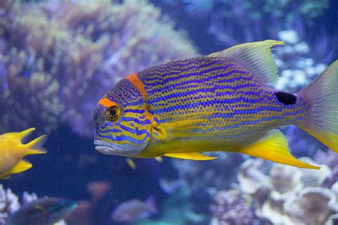 Rainbow Fish Stock Image Image Of Camera Aquarium Nice 53804615