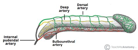 The Penis Structure Muscles Innervation TeachMeAnatomy