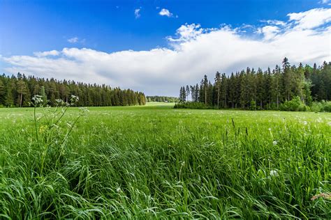 Landscape High Resolution Grass Field Skushi