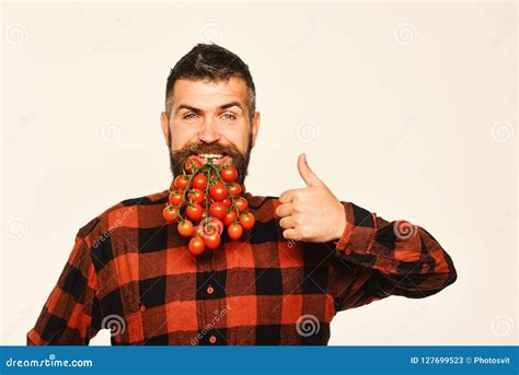 Guy Shows Harvest Farmer With Confident Face Holds Small Tomatoes
