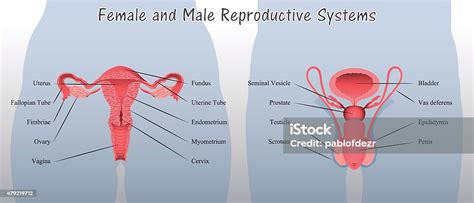 Female And Male Reproductive Systems Diagram Stock Illustration