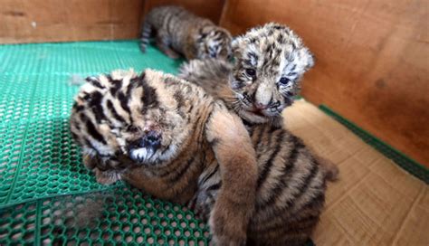 Baby Boom De Tigres Siberianos En China Diario El Mundo