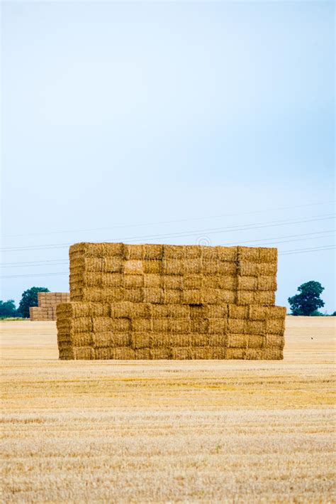 Large Pile Of Hay Bales Stock Photo Image Of Nature 58671812