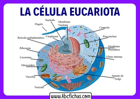 Estructura Interna Y Partes De La Célula Eucariota