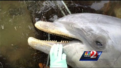 Dolphins Dying At Alarming Rate In Indian River Lagoon Youtube