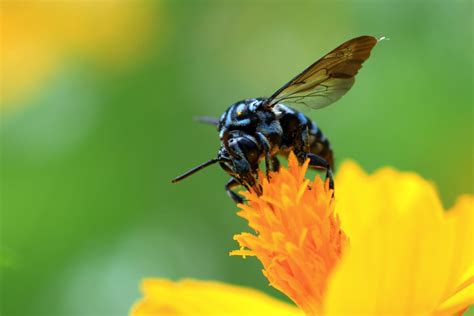 幸せ を 運ぶ 青い 蜂