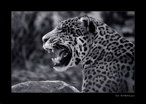 Wallpaper Wildlife Jaguar Black And White Terrestrial Animal