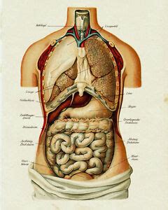Human anatomy · july 23, 2016. Vintage Medical Anatomy Human Organ Illustration Chart ...