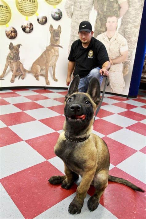 Don't let this happen to you! Photos show military's K-9 corps in basic - make that ...