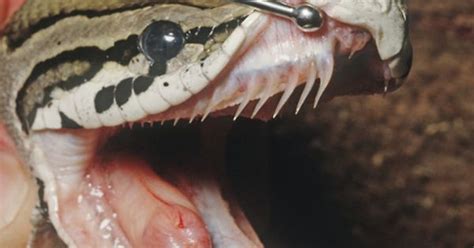 Ball Python Teeth Constrictors These Pythons Have Teeth Angled