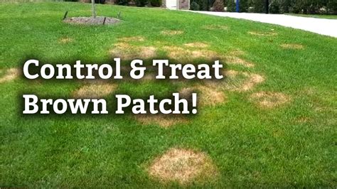 How To Treat Brown Patch Disease Captions More