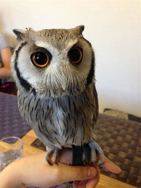 Only a set number of people are allowed to. Who Thinks Japan's Owl Cafes Are A Hoot? | Kotaku Australia