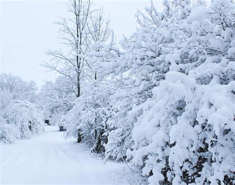 Michigan Winter Wonderland Photograph By Janet Mcconnell