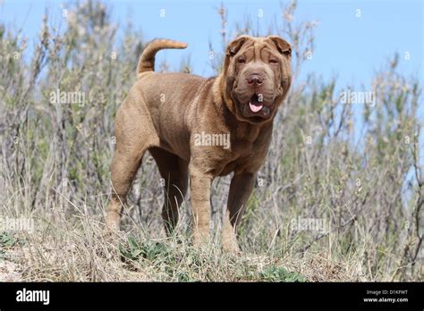 Shar Pei Breed Dog Hi Res Stock Photography And Images Alamy
