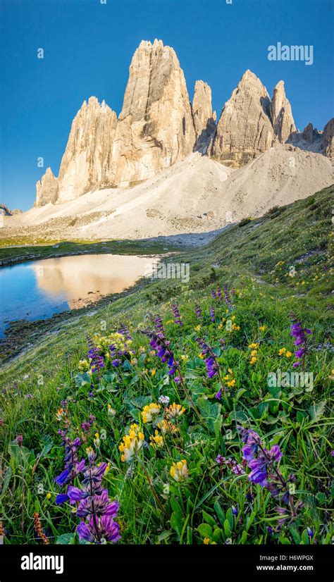 Alpine Landscape Flowers Hi Res Stock Photography And Images Alamy