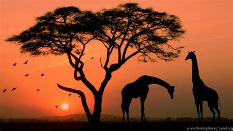Giraffe In Africa 1920x1080 1080p Wallpapers Hd Wallpapers Desktop