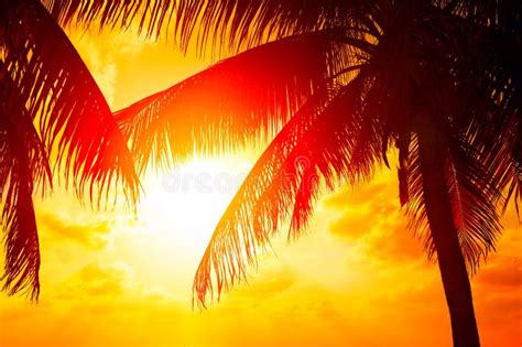 Sunset Beach With Tropical Palm Tree Over Beautiful Sky Palms And