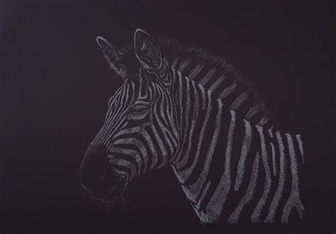 Zebra Portrait Weiß Auf Schwarz Sofakitty