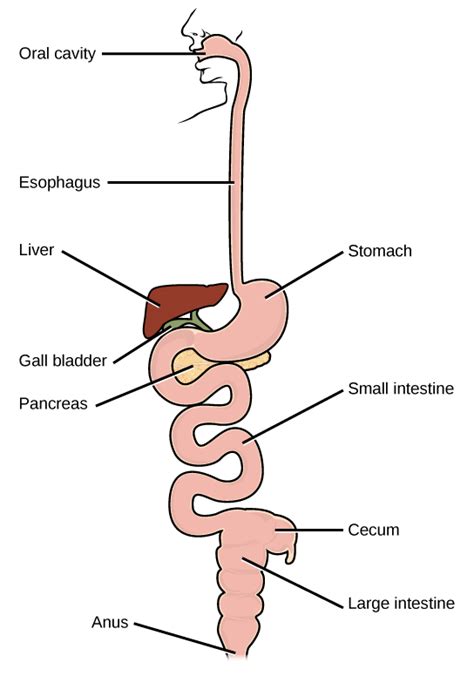 43 The Digestive System Human Biology