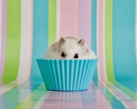 Hamster Wallpapers Hd Beautiful Wallpapers Collection 2014