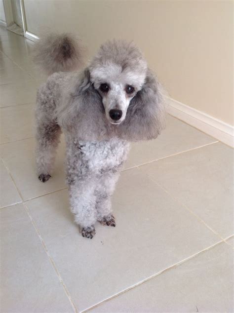 Pin On Louis The Silver Toy Poodle