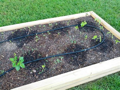 Experts from texas a&m university's agrilife extension. Delete the Nuts: Drip irrigation system is working