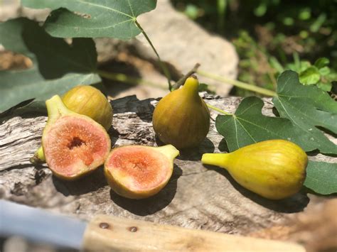 21 Fig Tree Types You Need To Know Minneopa Orchards Black Mission