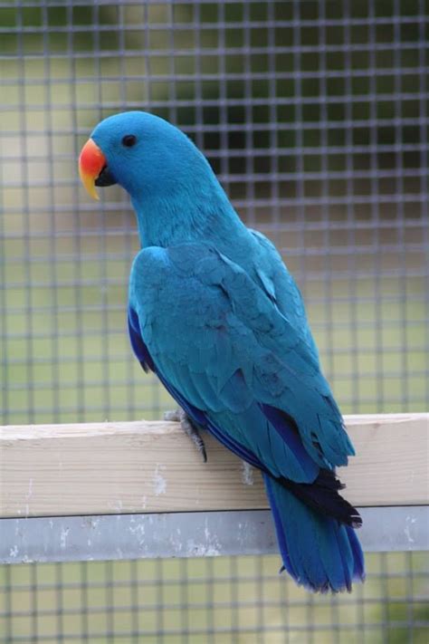 Blue Eclectus Parrot