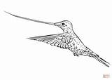 Coloring Hummingbird Sword Billed Printable Drawing sketch template