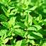 Garden Mint 3 Plants Organic  Harrod Horticultural