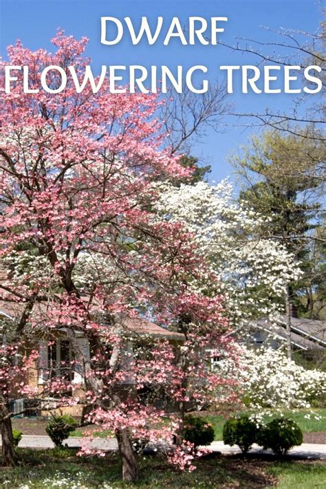 Dogwood Trees In Bloom Ornamental Trees Landscaping Dwarf Trees For
