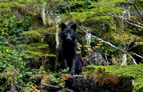 Rare Southeast Alaska Wolf One Step Closer To Endangered Species