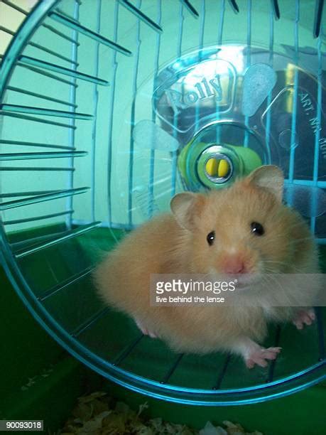Syrian Hamster Photos And Premium High Res Pictures Getty Images