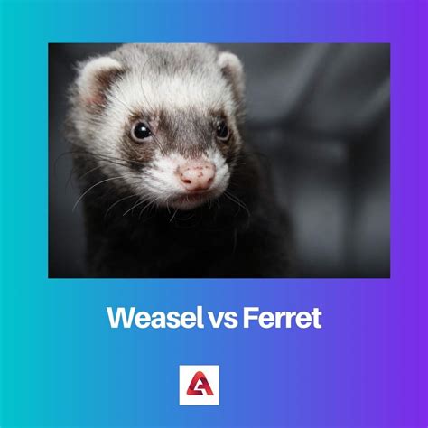 Difference Between A Weasel And A Ferret