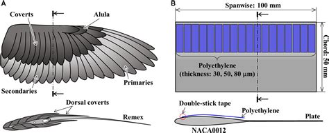 Frontiers Flexible Flaps Inspired By Avian Feathers Can Enhance