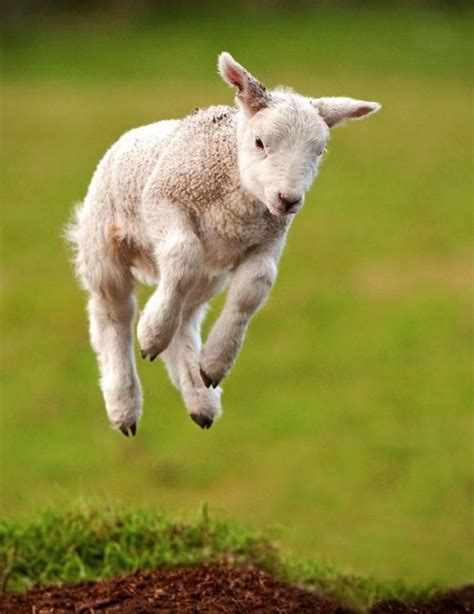 Cute Sheep Jumping High Sensational Sheeps Pinterest