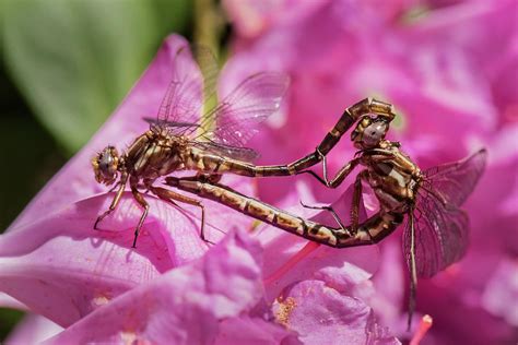 Mating Dragonflies Photograph By Clifford Pugliese Fine Art America