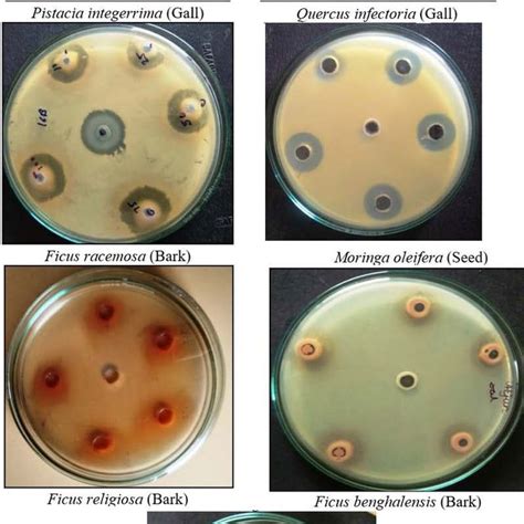 Antimicrobial Activity Of Various Plant Extracts Using Agar Well