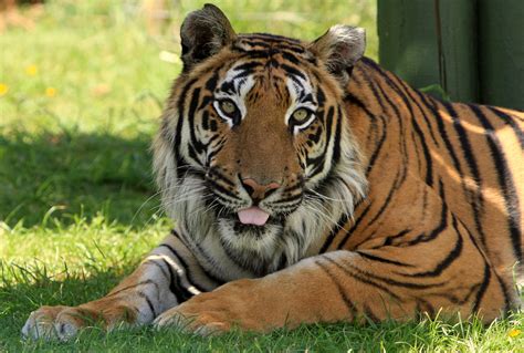 Tiger Free Stock Photo Public Domain Pictures