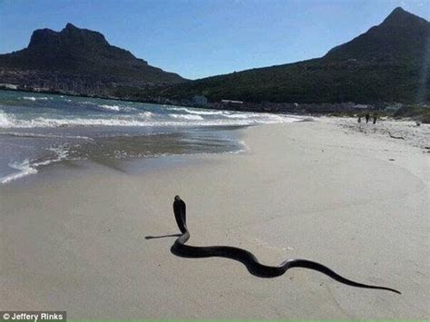 Cape Town Local Photographs Cape Cobra Snake In Shallows Of Shark