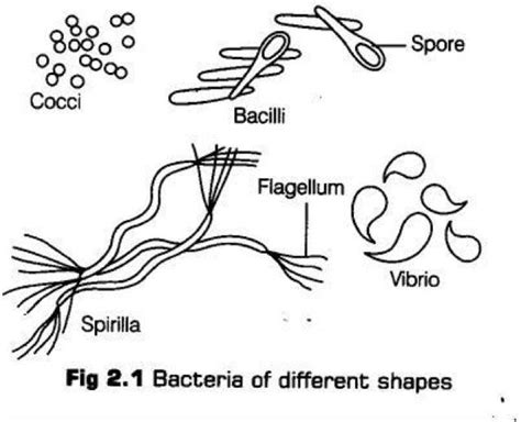 List Out The Different Types Of Bacteria Based On Their Structures