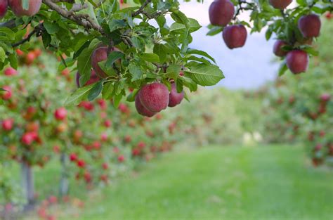 Varieties Of Apple Trees Climate Taste And Resistance