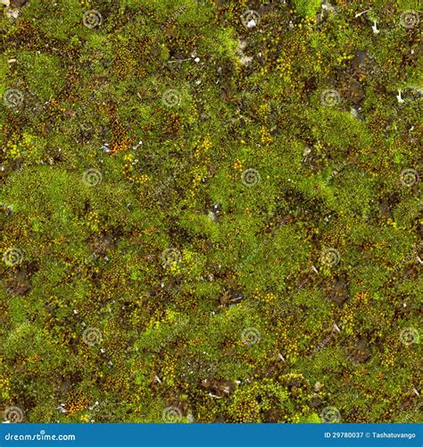 Moss Seamless Texture Royalty Free Stock Photography Image 29780037