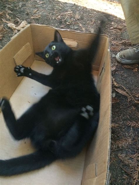 This Cat Freaking Out Inside Of A Box Rphotoshopbattles
