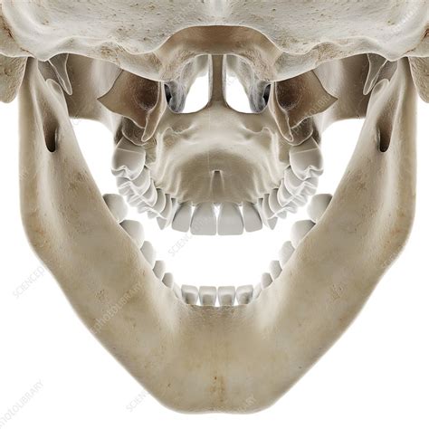 Skull With Open Jaw Illustration Stock Image F0294587 Science