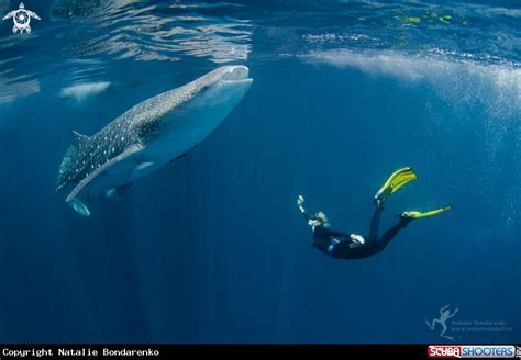 Freediving With Whale Shark In East Kalimantan Indonesia Whale