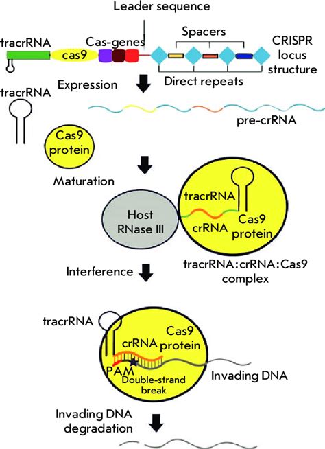 Fig A Mechanism Of Crispr Cas Action In Bacterial Cells See The