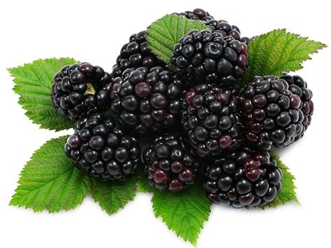 Blackberry Zarzamora Facts Fruit And Stuff Blackberry Nutrition