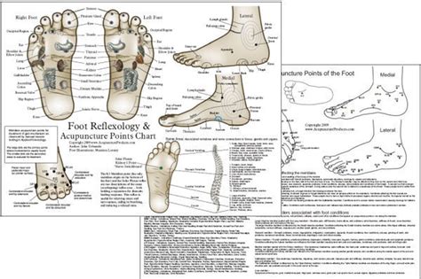 Foot Reflexology And Acupuncture Chart Clinical Charts And Supplies