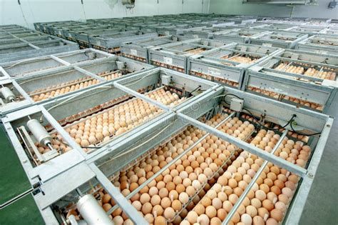 Egg Factory With Good Quality Control Stock Image Image Of Abundance Healthy 133665857